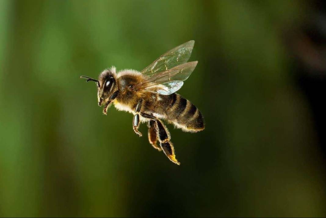 Arıları ne kadar tanıyorsunuz? Arılar hakkında ilginç bilgiler 16